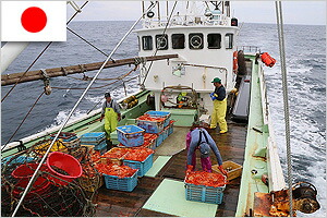 福井県日本海のカニ漁
