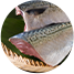 魚