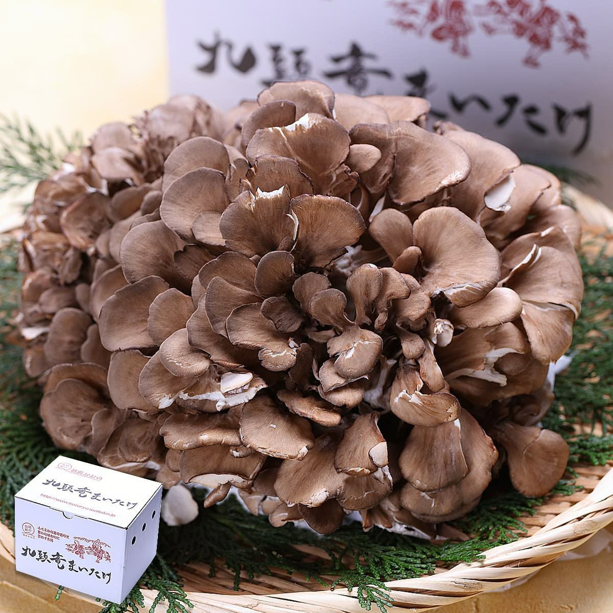 000000001808-01.jpg?size=m&w=